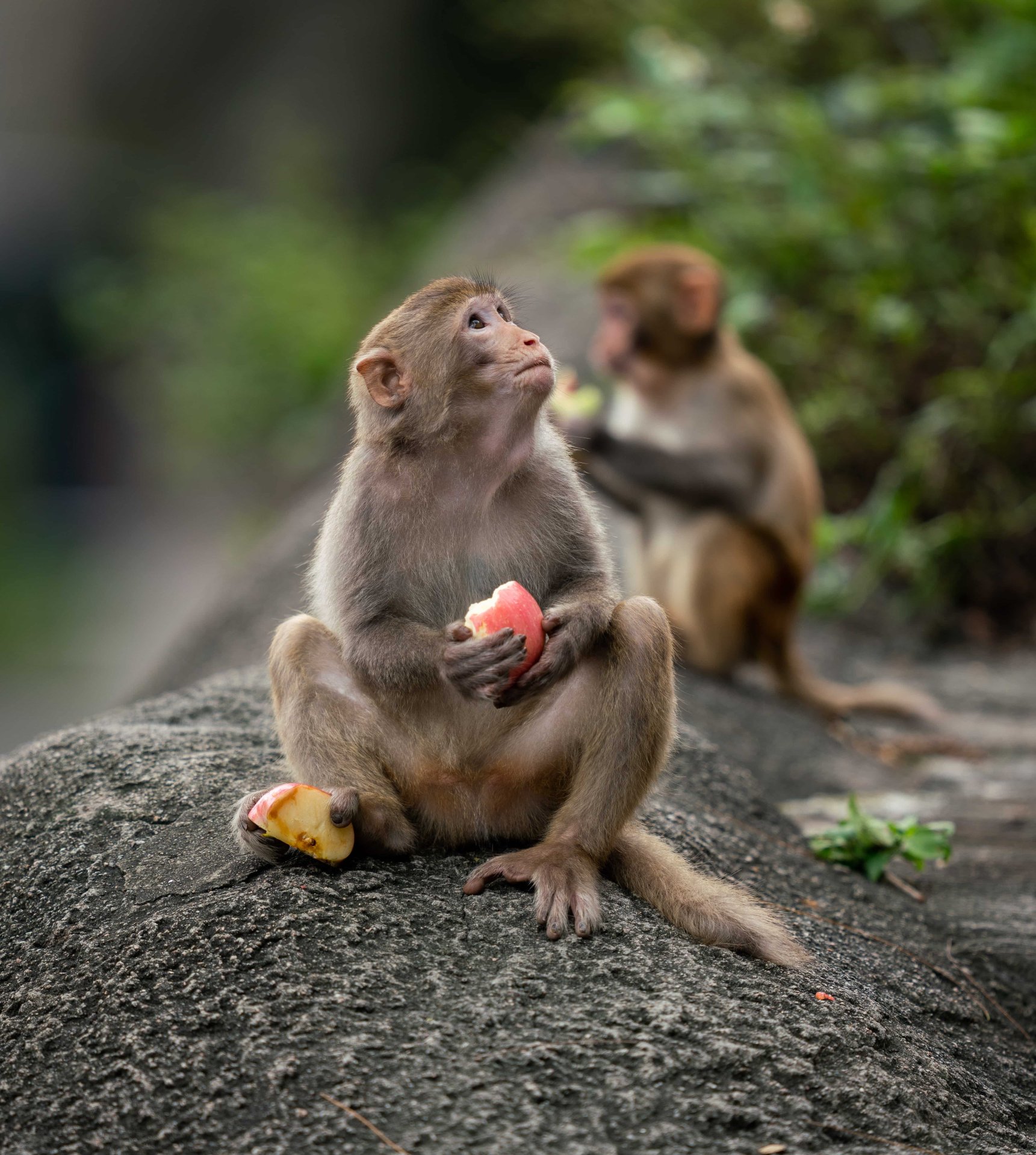The Monkey Forest Story: Living Next to Ubud’s Sacred Sanctuary