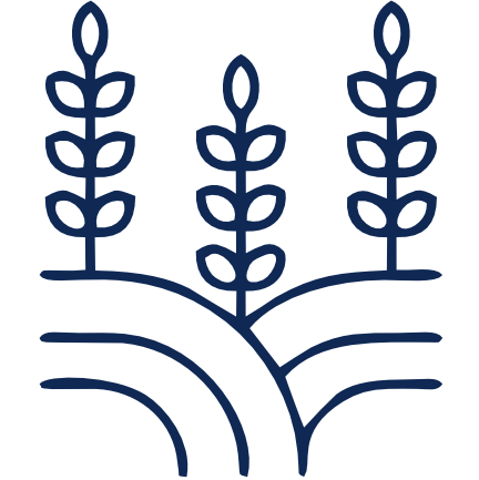 Ricefield